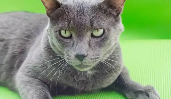 Магически котки: Руска синя котка