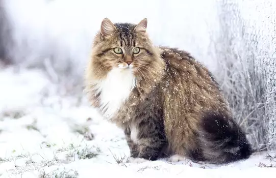 Сибирската котка е хипоалергенна