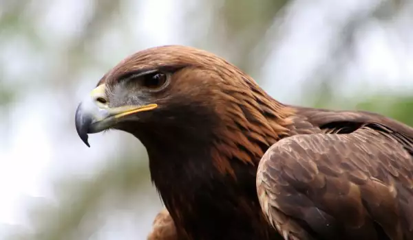 Скалният орел е сред най-хищните птици в света