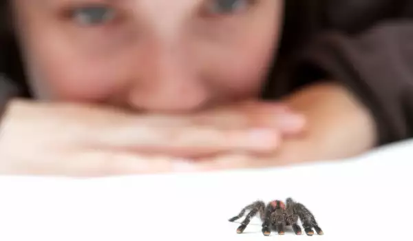 Сънувах ужасен паяк