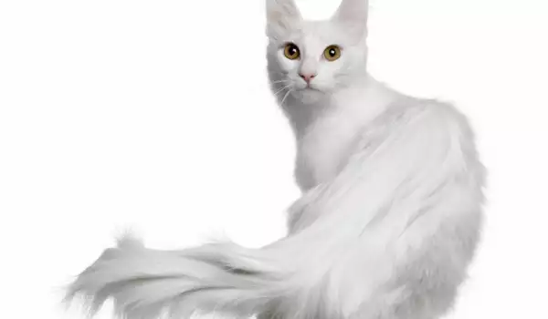 Как да кръстим бяла котка