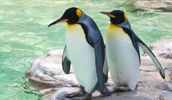 Императорският пингвин е необичайна и голяма птица