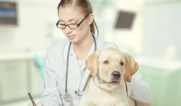  Куче с разстройство би трябвало да посети ветеринар 
