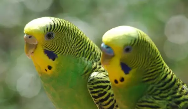 Двойка папагали