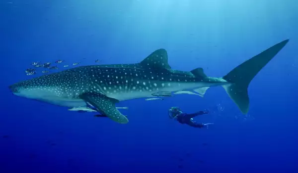 Китова акула и водолаз