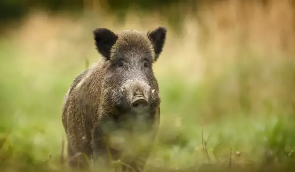 Български барак е ползван за лов на свине