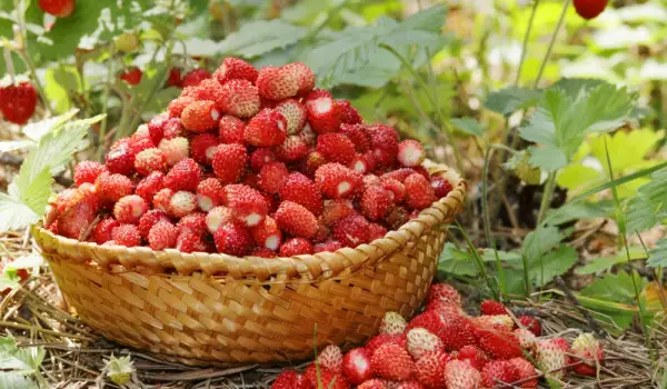 Korb voller Wald-Erdbeeren