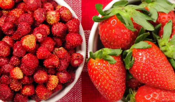 Erdbeeren und Wald-Erdbeeren