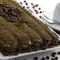 Biscotti Coffee Cream Cake