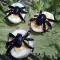 Предястие от пълнени яйца със страховити паяци от маслини