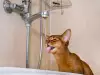 Котката почти не пие вода: Какво да направя?