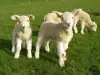 Мини Овце