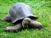 Колко дълго живеят костенурките?