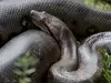 Анаконда - всичко за гигантската змия