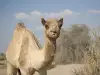 Колко вода пие камилата?