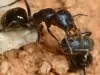 Мравки и хлебарки