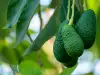 Voordelen en toepassingen van avocadobladeren