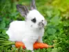 Кои са любимите зеленчуци на домашните зайци?