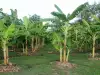 Как да засадим банан