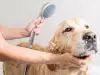 Къпане на куче - колко, кога и как?