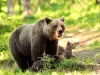 Със заповед на министъра избиват 140 мечки в Румъния