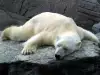 Убиха полярна мечка, опитала се да разкъса туристи