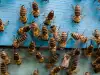 Пчелен подмор - могъщо лекарство срещу куп болести
