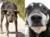 Тези снимки на бездомни кучета преди и след осиновяване ще ви разтърсят
