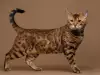 Колко години живее бенгалската котка?
