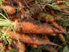 Болести и вредители по морковите и борбата с тях
