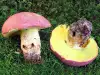 How to Clean Porcini Mushrooms?