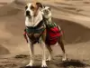 Това коте и куче са най-пухкавите пътешественици в света. Вижте ги!