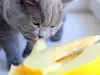 Зеленчуци и плодове, които може да давате на котки