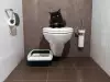 Котката пие вода от тоалетната - причини и рискове