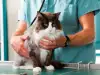 Лечение на глисти при котката