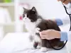 Бъбречно заболяване при котките - причини и симптоми