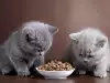 Колко грама гранули дневно се дават на котка до 6 месеца