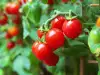 Sadnja i gajenje čeri paradajza u saksijama