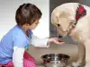 Как да накараме кучето да яде