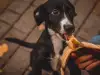 Могат ли кучетата да ядат банани?