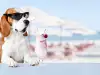 Слънцезащитен крем за кучета - какво трябва да знаем
