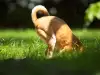 Кога яденето на трева е опасно за кучето ви?
