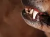 Какво значи да сънуваш кучешки зъби