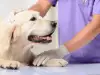 Как да помогнете на куче с артрит да се чувства по-добре