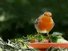 Червеногръдка - всичко за малката птица