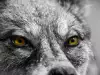 Заснеха застрашен вид вълци в снежен капан