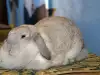 Защо заекът си яде изпражненията?