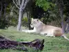 Два големи бели лъва
