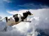 Групово самоубийство на швейцарски крави втрещи фермери