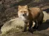 Изгладнели лисици нападат птици във варненски зоокът